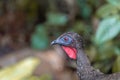 Crested guan (Penelope purpurascens) in Costa Rica Royalty Free Stock Photo