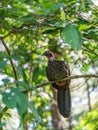 Crested guan (Penelope purpurascens) in Costa Rica Royalty Free Stock Photo