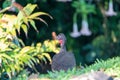 Crested guan (Penelope purpurascens) in Costa Rica Royalty Free Stock Photo