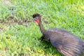 Crested guan (Penelope purpurascens) in Costa Rica Royalty Free Stock Photo