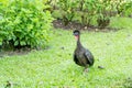 Crested guan (Penelope purpurascens) in Costa Rica Royalty Free Stock Photo