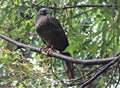 Crested Guan Penelope purpurascens Forest Royalty Free Stock Photo