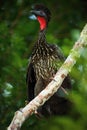 Crested Guan, Penelope purpurascens, Tikal, El PetA?ÃÂ©n, Guatemala