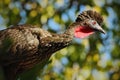 Crested Guan, Penelope purpurascens, Tikal, Guatemala. Wildlife animal scene from nature. Birdwatching in Central America. Rare bi Royalty Free Stock Photo