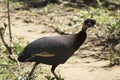 Crested Guinea on the move