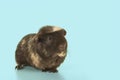 Crested guinea pig seen from the front on a blue background with copy space