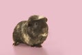 Crested guinea pig seen from the front on a pink background with copy space