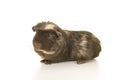 Crested guinea pig seen from the side