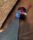 Crested Guineafowl close-up