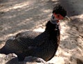 Crested guineafowl guttera pucherani. close-up of a spotted bird