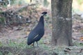 Crested guineafowl, Guttera pucherani,