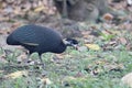 Crested guineafowl, Guttera pucherani,