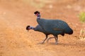 Crested Guineafowl - Guttera pucherani