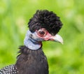 Crested Guineafowl