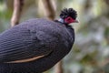 The beautiful crested guineafowl bird with its white and black spotted feathers that you find in South Africa.