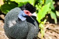 Crested Guineafowl searching for food.