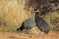 Crested guineafowls - South Africa