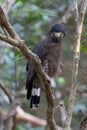 Crested hawk