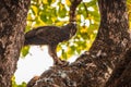 Crested hawk eagle at br hills forest area