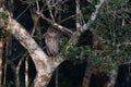 Crested hawk eagle