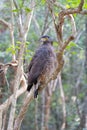 Crested hawk eagle