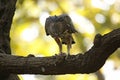 Crested Hawk-eagle Feeding Royalty Free Stock Photo