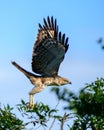 Crested hawk-eagle in flight. Majestic hunters in the wild. Powerful claws and the sharp beak with focused eyes are a deadly