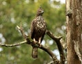 Crested Hawk Eagle, Nisaetus cirrhatus, Bandipur National Park, Karnataka, India