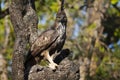 Crested hawk eagle, Nisaetus cirrhatus, Panna, Madhya Pradesh, India