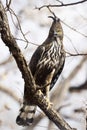 Crested Hawk Eagle, Nisaetus cirrhatus, Panna, Madhya Pradesh