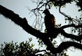 Crested Hawk-Eagle