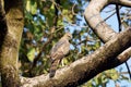 Crested Hawk Eagle, Nisaetus cirrhatus on tree branch.