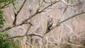 Crested hawk-eagle perch in a tree branch photograph from the bird`s back landscape view. This beautiful and majestic hunter bird