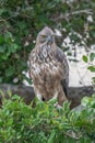 Crested hawk eagle perched