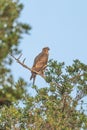 Crested hawk