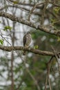 Crested hawk