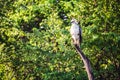 A crested hawk eagle perched on a large branch surveys it`s surr