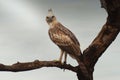 Crested hawk-eagle resting on pearch Royalty Free Stock Photo