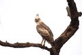 Crested hawk-eagle resting on pearch Royalty Free Stock Photo