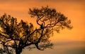 Crested Hawk-Eagle silhouette perched on a tree at sunrise over Yala National Park Royalty Free Stock Photo