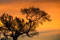 Crested Hawk-Eagle silhouette perched on a tree at sunrise over Yala National Park Royalty Free Stock Photo