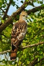 Crested Hawk Eagle, Spizaetus cirrhatus ceylanensis, beautiful bird of prey from Sri Lanka. Raptor in the nature habitat. Bird of