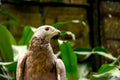 The crested honey buzzard bird Royalty Free Stock Photo