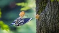 Crested Hoopoe Upupa epops feeds a chick in a natural nest Royalty Free Stock Photo