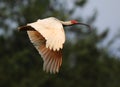 Crested Ibis