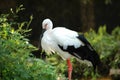 Crested Ibis Royalty Free Stock Photo