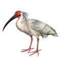 The crested ibis, Japanese ibis Nipponia nippon