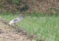 Crested ibis, Nipponia nippon