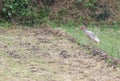 Crested ibis, Nipponia nippon