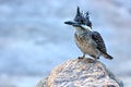 Crested Kingfisher